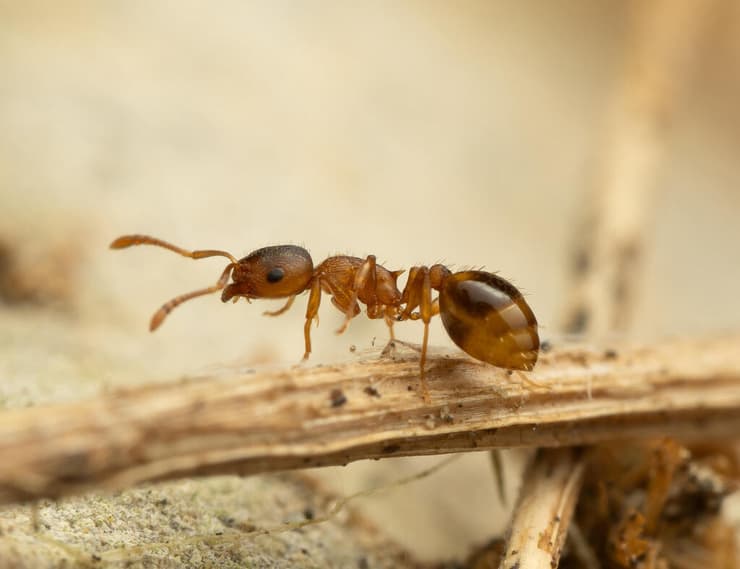 נמלת בלוט מהמין Temnothorax nylanderi