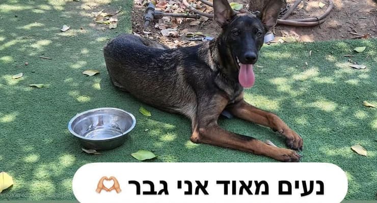 גבר (צילום: כלביית הגלבוע) גבר