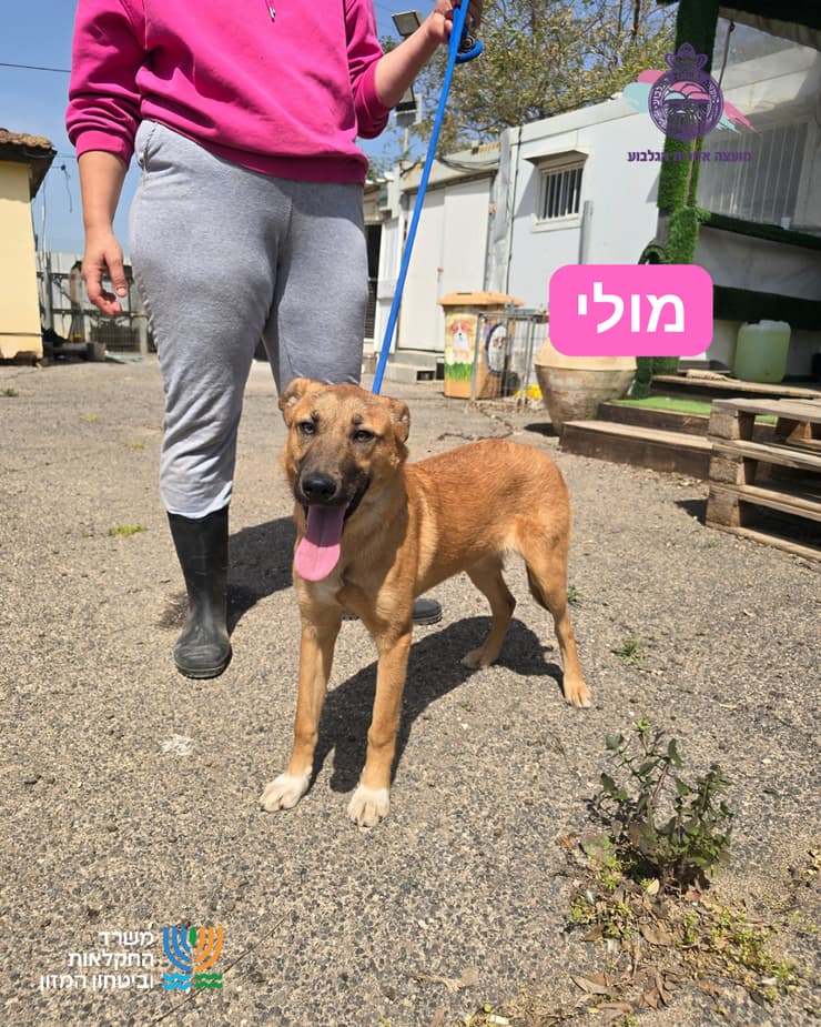מולי (צילום: כלביית הגלבוע) מיילו