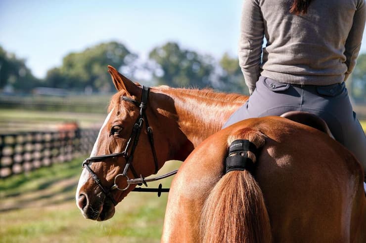 חיישן לסוס Blaze Equine Wellness System