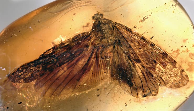 ענבר מאובן המכיל ציקדה ממשפחת ה-Neazoniidae, עם הדמיון המדהים שלה לפרפרים (צילום: דולב פבריקנט) ענבר מאובן המכיל ציקדה ממשפחת ה-Neazoniidae, עם הדמיון המדהים שלה לפרפרים