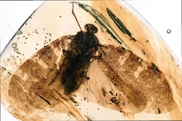 מאובן ציקדה ממשפחת ה-Neazoniidae, המאופיינת במבנה החדק המוארך והגמיש שלה (צילום: דולב פבריקנט) מאובן ציקדה ממשפחת ה-Neazoniidae, המאופיינת במבנה החדק המוארך והגמיש שלה