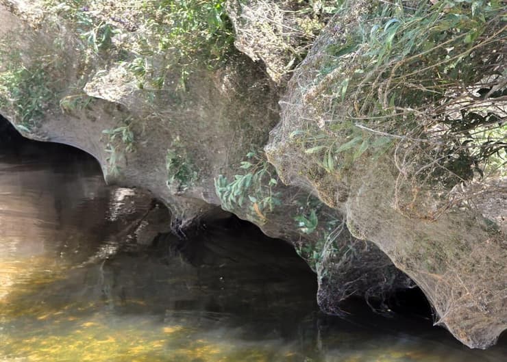 קורי עכביש, מבט מקרוב (צילום: יחיעם דהן, מתנדב רשות הטבע והגנים) קורי עכביש, מבט מקרוב