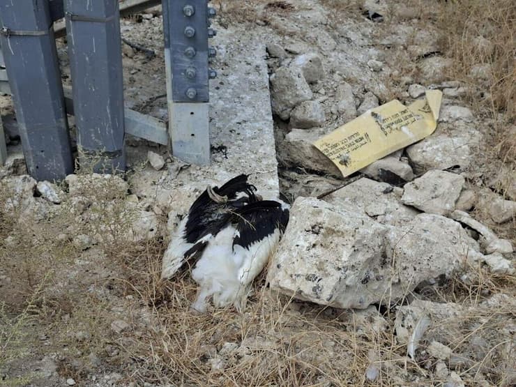 פגר של חסידה ליד עמוד חשמל (צילום: : יותם בשן, החברה להגנת הטבע.) חסידה שהתחשמלה בבקעה