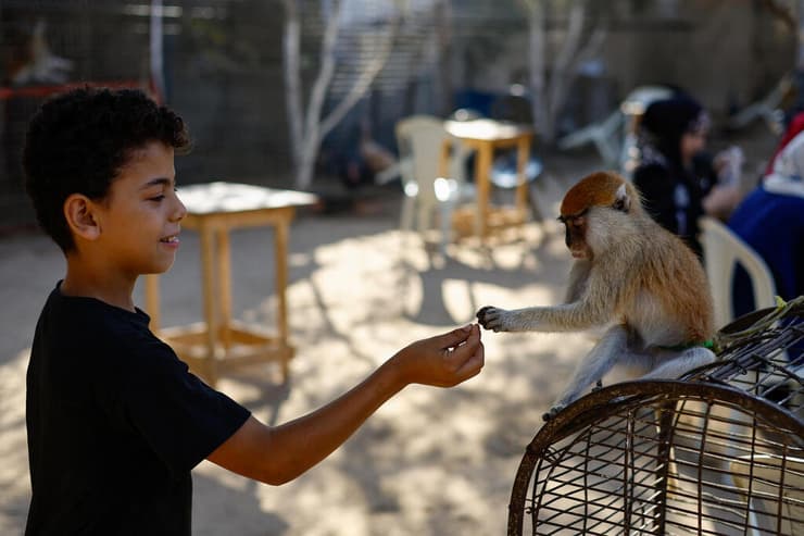 ילד וקוף בגן החיות בנוסייראת (צילום: Mahmoud Issa/Reuters) ילד וקוף בגן החיות בנוסייראת