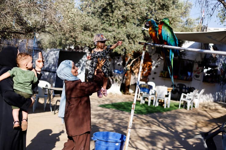 משפחה מרצועת עזה משחקת עם תוכי המקאו בגן חיות בנוסייראת (צילום: Mahmoud Issa/Reuters) משפחה מרצועת עזה משחקת עם תוכי המקאו בגן חיות בנוסייראת