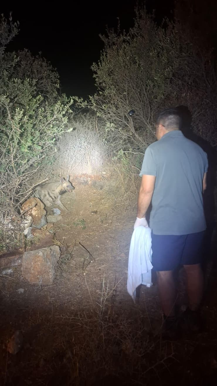 לכידת נקבת הצבוע (צילום: אלעזר בן פורת) לכידת נקבת הצבוע