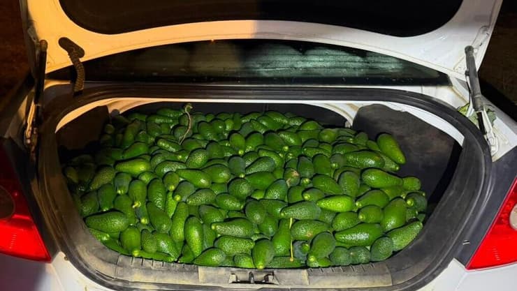 162 ק״ג אבוקדו החשודים כגנובים נתפסו בתא המטען של רכב (צילום: דוברות המשטרה) 162 ק״ג אבוקדו החשודים כגנובים נתפסו בתא המטען של רכב