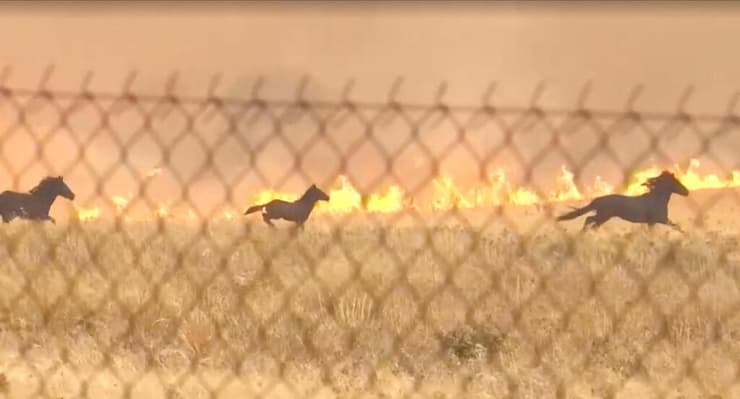 סוסים נמלטים מהאש ביוון (צילום: SKAI TV/Reuters) סוסים נמלטים מהאש ביוון