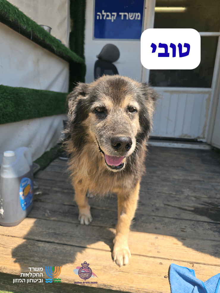טובי (צילום: כלביית מועצה אזורית הגלבוע) טובי