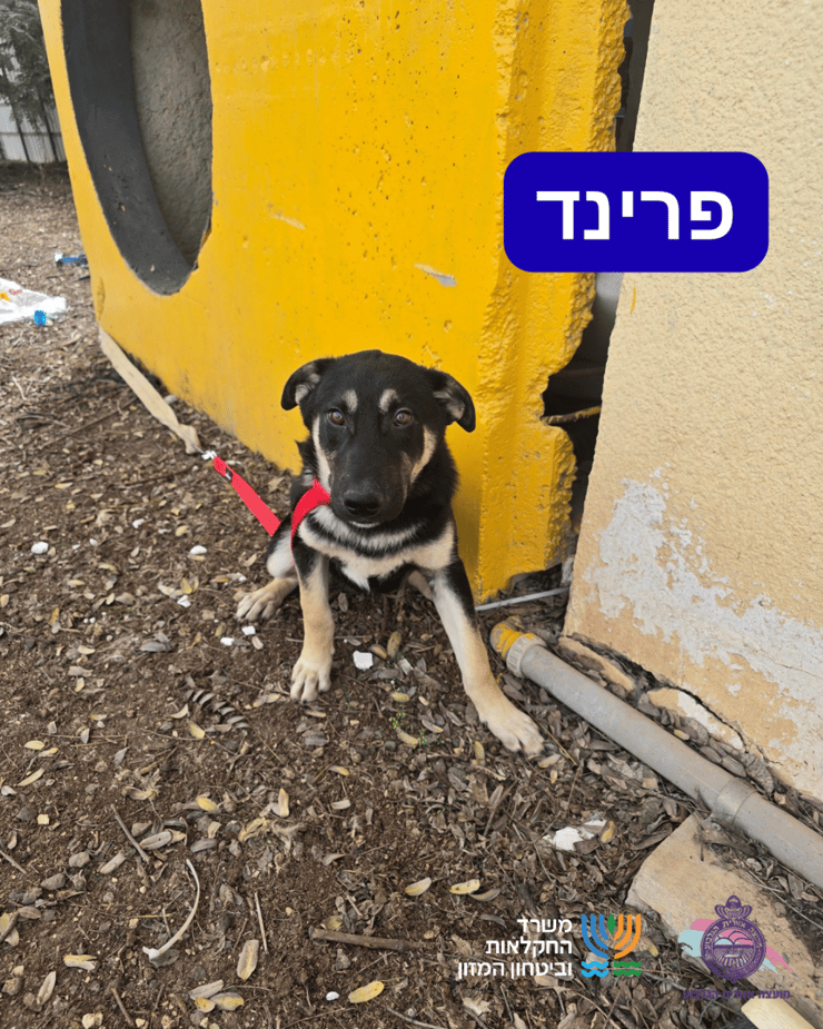 פרינד (צילום: כלביית מועצה אזורית הגלבוע) פרינד