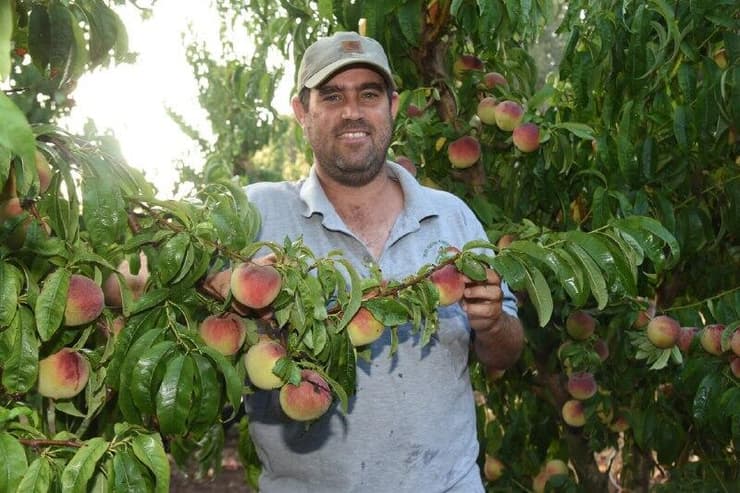 מדריך משרד החקלאות איתי במברגר במטע אפרסקים
