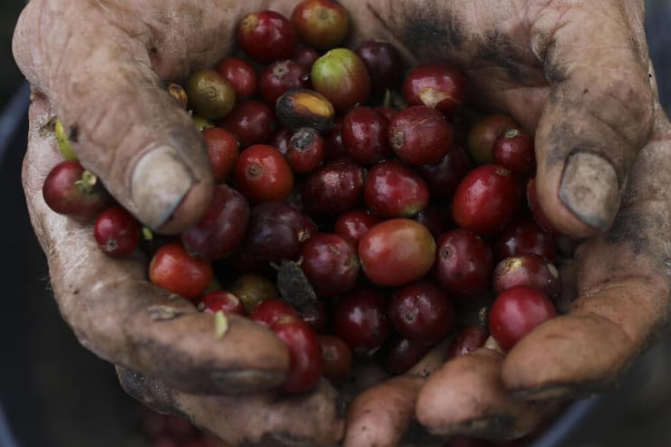 דובדבני קפה בקולומביה (צילום: Joaquin Sarmiento/AP) דובדבני קפה בקולומביה