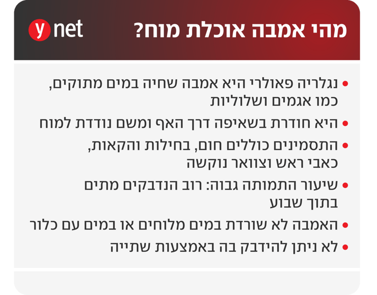 אינפו אמבה אוכלת מוח נגלריה פאולרי אינפו אמבה אוכלת מוח נגלריה פאולרי