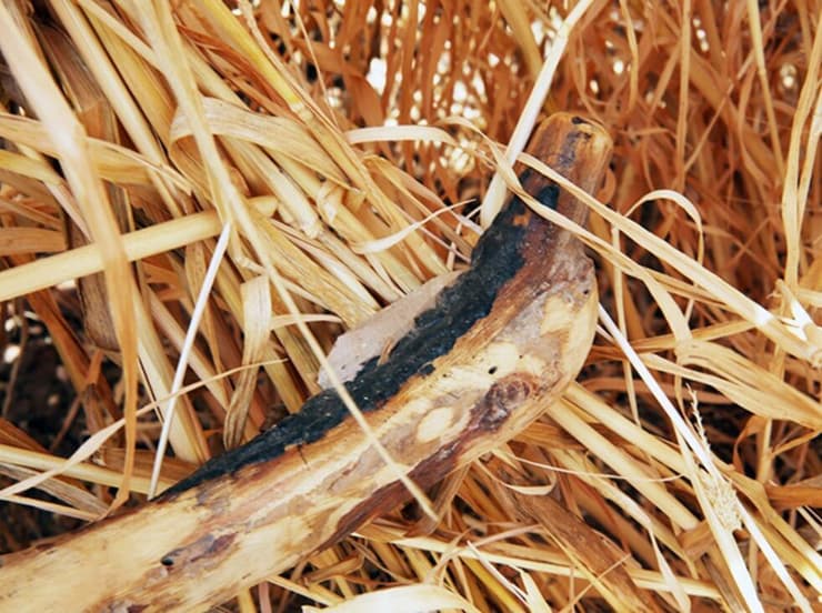 דגנים בשלים