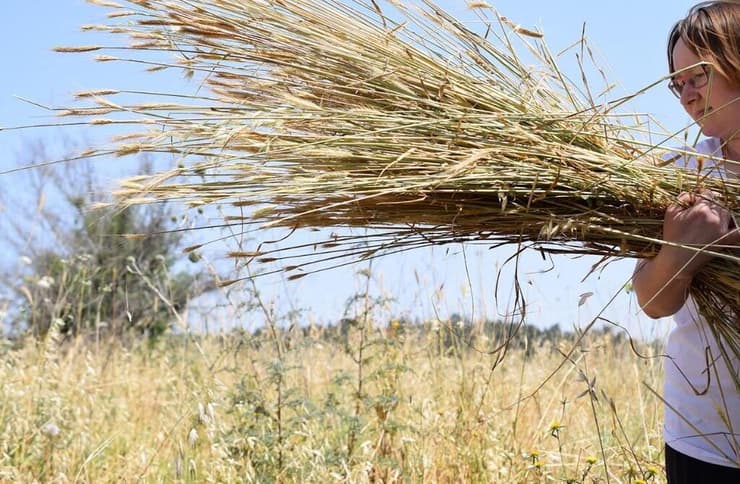 תבואה שנאספה בקציר דגני בר במצב יבש בשדה בר ליד יוקנעם