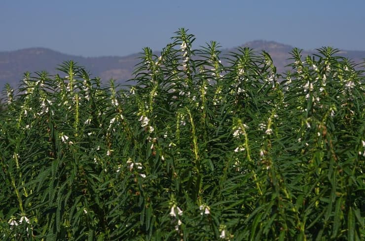 שדה השומשום בעמק החולה (צילום: אפי שריר) שדה השומשום בעמק החולה