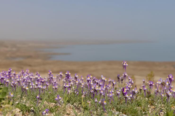 פשתנית ססגונית (צילום: נועה אבהר) פשתנית ססגונית