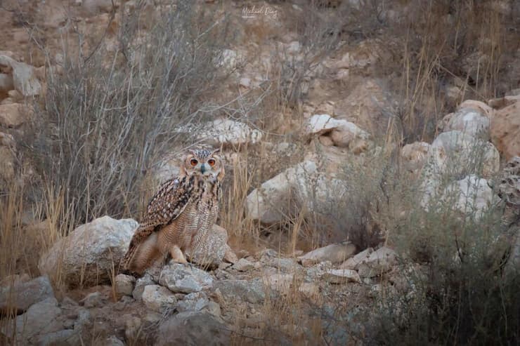 אוח מדברי (צילום: איתי מיכאל דיאז) אוח מדברי