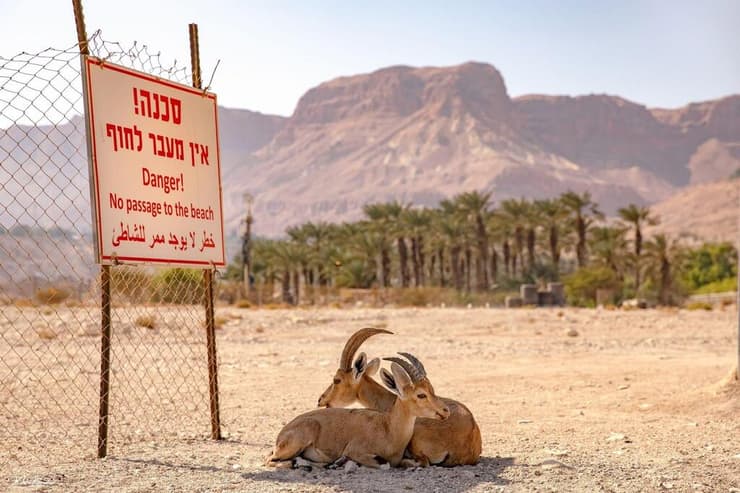 חוף עין גדי הנטוש (צילום: משה ברנשטיין) חוף עין גדי הנטוש