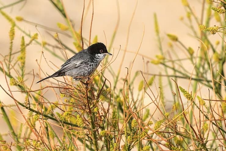 סבכי קפריסאי (צילום: אבי צודקביץ') סבכי קפריסאי