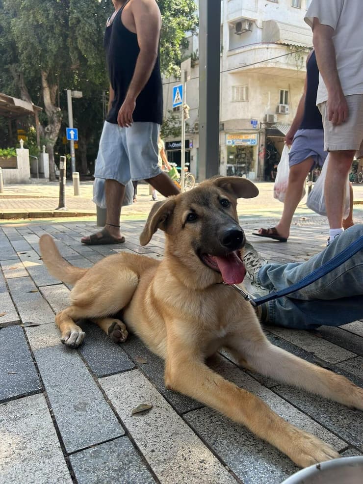 בל (צילום: חיים חדשים לכלבים) בל