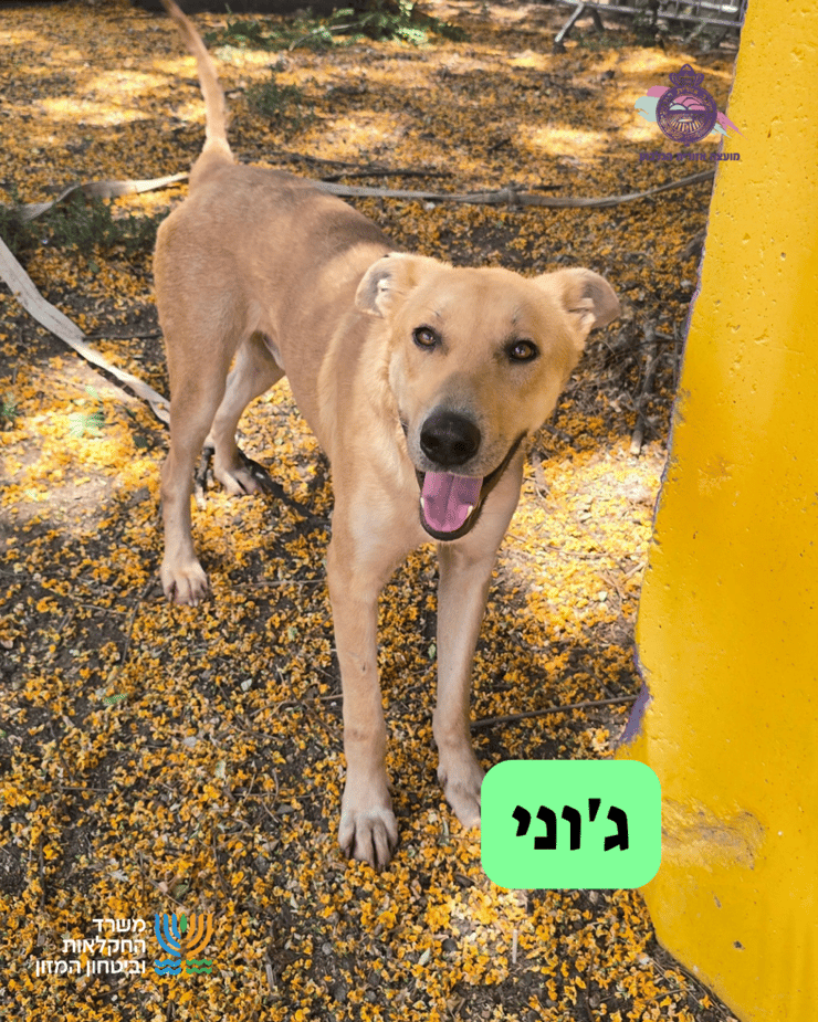 ג'וני (צילום: כלביית מועצה אזורית הגלבוע) ג'וני