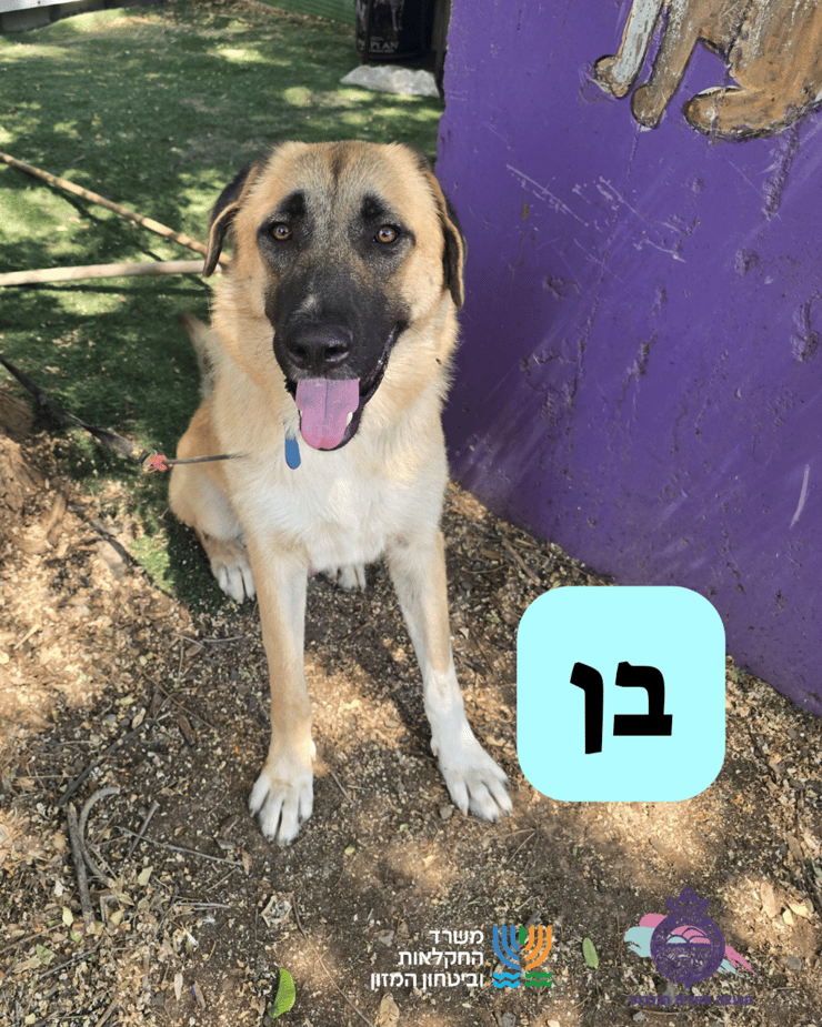 בן (צילום: כלביית מועצה אזורית הגלבוע) בן