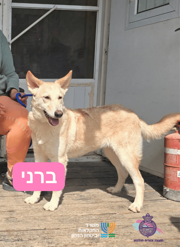 ברני (צילום: כלביית מועצה אזורית הגלבוע) ברני