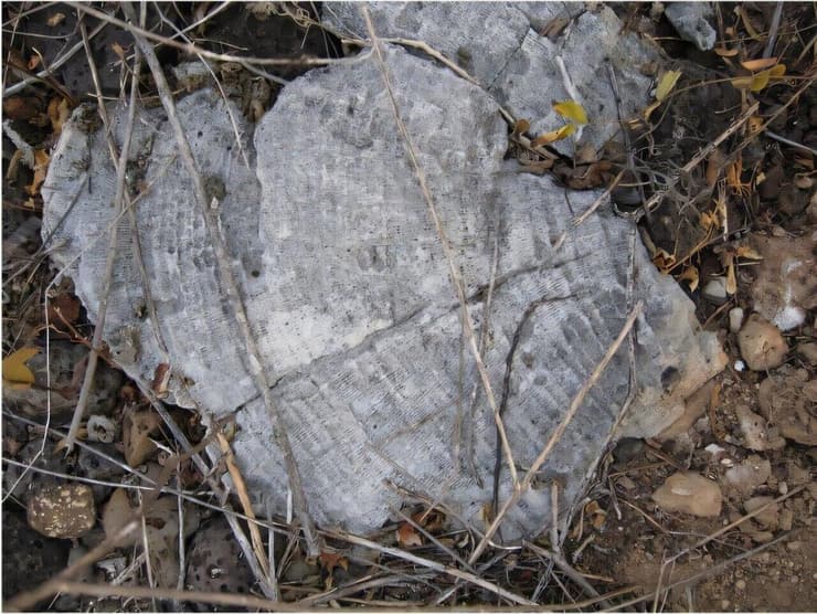אלמוגים עתיקים, כמו אלה שבמפרץ אורבינה (Urbina Bay) במערב איי גלאפגוס, משמרים תיעוד של טמפרטורת האוקיינוס המשתרע על פני אלפי שנים (צילום: Julia Cole, University of Michigan) אלמוגים עתיקים, כמו אלה שבמפרץ אורבינה (Urbina Bay) במערב איי גלאפגוס, משמרים תיעוד של טמפרטורת האוקיינוס המשתרע על פני אלפי שנים