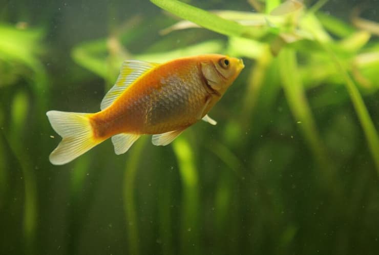 דג זהב (צילום: chrisbrignell/Shutterstock) דג זהב