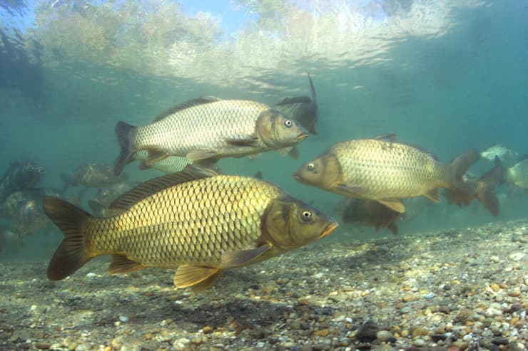 דגי קרפיון מצוי (צילום: Rostislav Stefanek/Shutterstock) דגי קרפיון מצוי