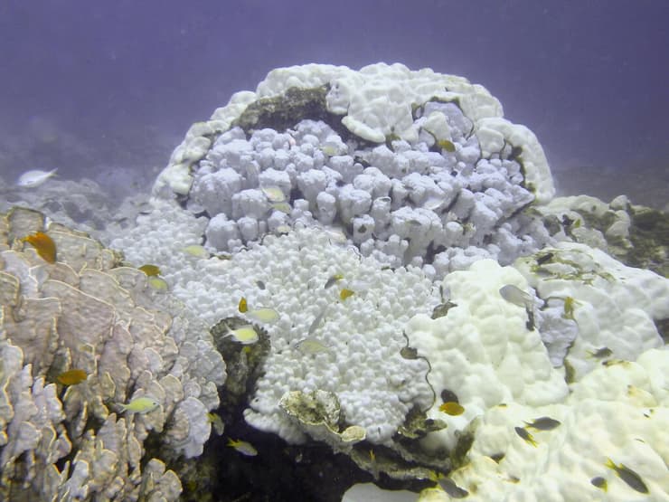 הלבנת אלמוגים בתאילנד (צילום: Mark Eakin/NOAA/AP) הלבנת אלמוגים בתאילנד