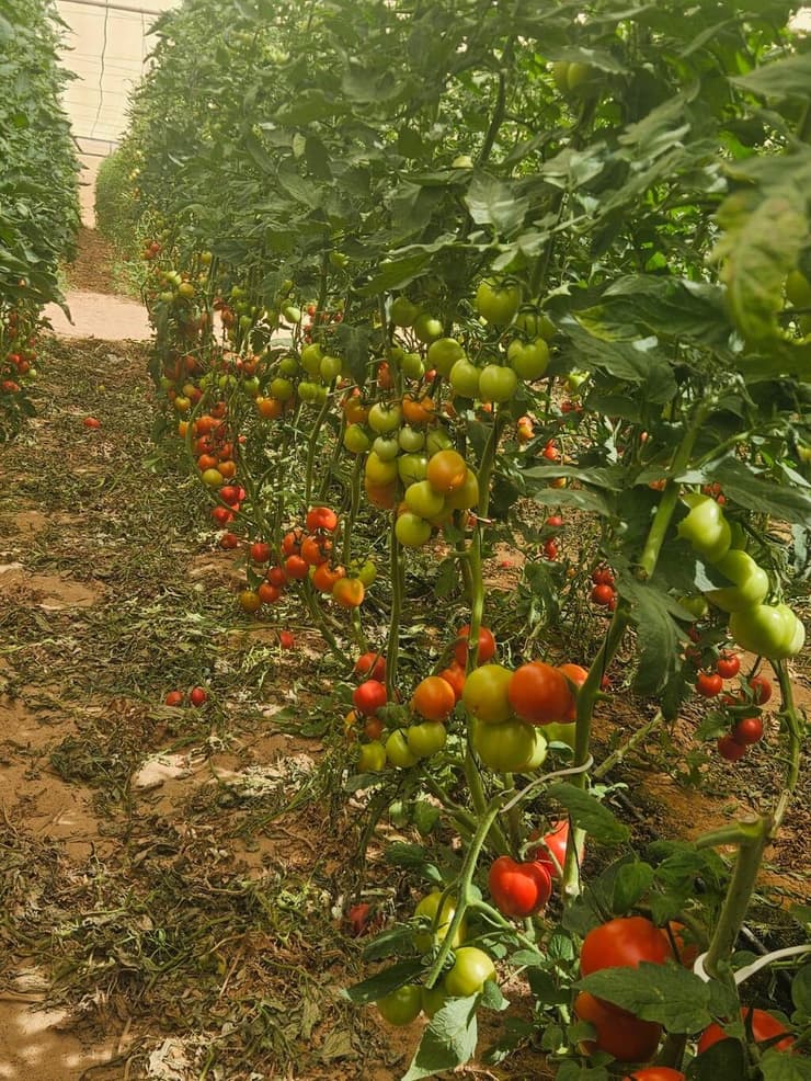 חשש מנזק של מיליונים