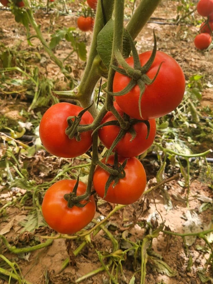 העגבניות זקוקות למים