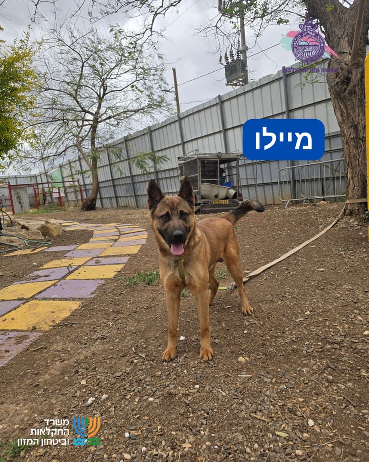 מיילו (צילום: כלביית מועצה אזורית הגלבוע) מיילו