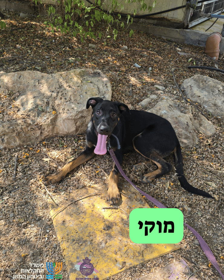 מוקי (צילום: כלביית מועצה אזורית הגלבוע) מוקי
