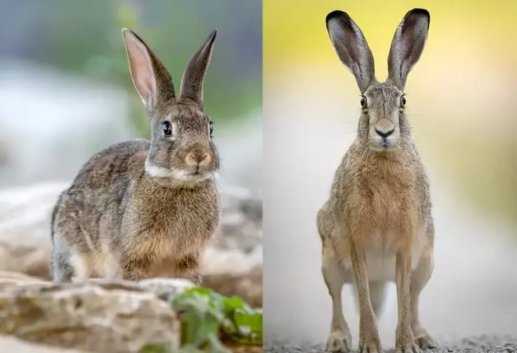 לארנבון יש מראה חמוד ו"תינוקי" יותר, בעוד הארנבת משום מה תמיד נראית כאילו רוחות מן העבר רודפות אותה. ארנבון (משמאל כמובן) וארנבת (צילום: Richard Juilliart/Shutterstock, Szczepan Klejbuk/Shutterstock) לארנבון יש מראה חמוד ו"תינוקי" יותר, בעוד הארנבת משום מה תמיד נראית כאילו רוחות מן העבר רודפות אותה. ארנבון (משמאל כמובן) וארנבת