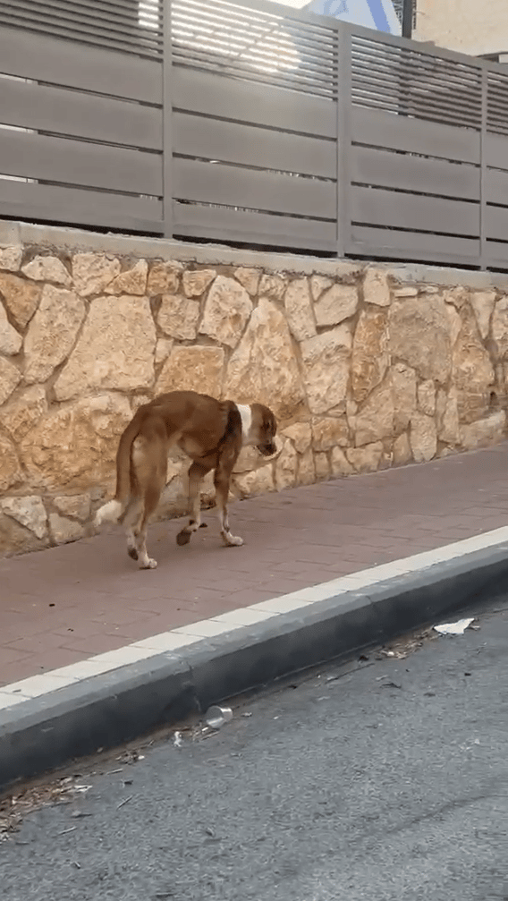הכלב שאותר פצוע בבית אריה שבשומרון (צילום: בת אל לוי) הכלב שאותר פצוע בבית אריה שבשומרון