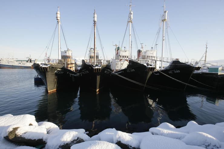 ספינות ציד לווייתנים עוגנות בנמל ברייקיאוויק, בירת איסלנד (צילום: Ints Kalnins/Reuters) ספינות ציד לווייתנים עוגנות בנמל ברייקיאוויק, בירת איסלנד