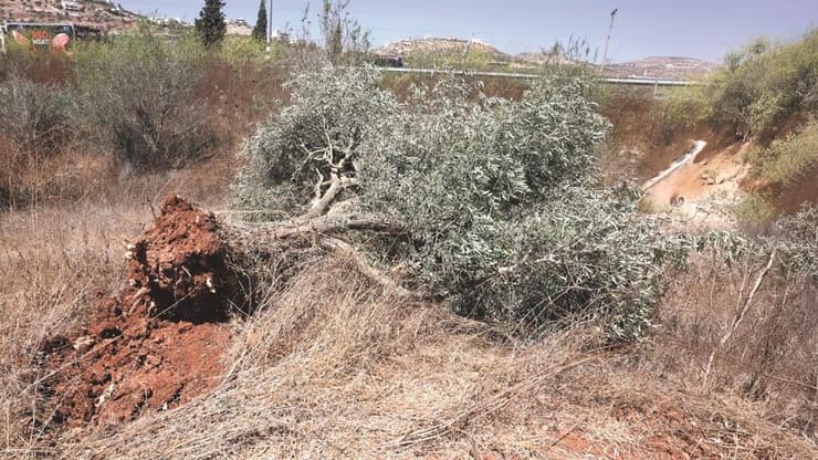 צילום: שאול גולן
