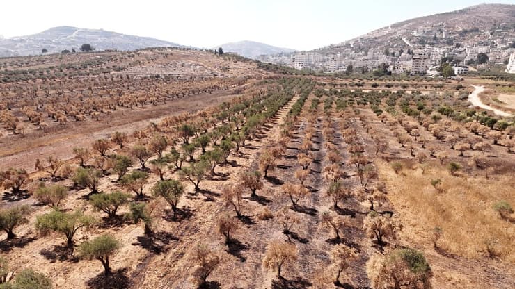 מטע עצי זית בכפר תל (צילום: שאול גולן) מטע עצי זית בכפר תל