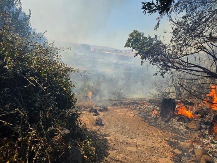 שריפה בשמורת הטבע תל דן (צילום: מוחי עיד, רשות הטבע והגנים) שריפה בשמורת הטבע תל דן
