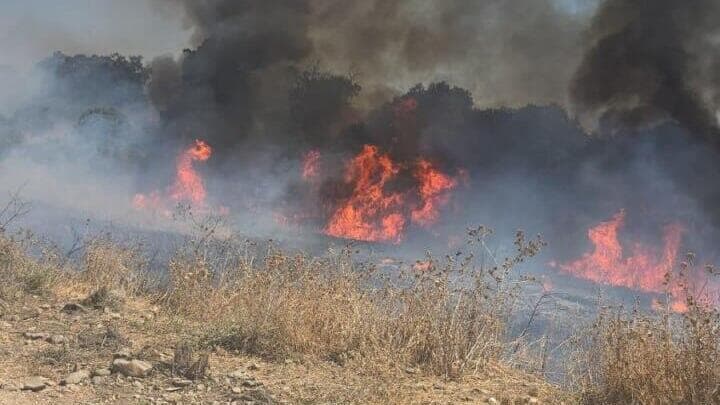 שריפה בשמורת הטבע תל דן