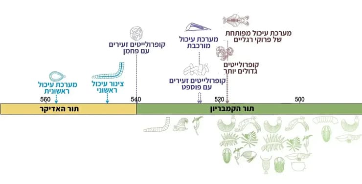 משקעי צואה זעירים הזינו יצורים במעמקי הים, איפשרו להם לשגשג, ולבסוף הובילה להתפתחות של מערכות עיכול מורכבות יותר ולמשקעי צואה גדולים יותר. ציר זמן הקקי | מקור: Kimmig & Bicknell / Trends in Ecology & Evolution משקעי צואה זעירים הזינו יצורים במעמקי הים, איפשרו להם לשגשג, ולבסוף הובילה להתפתחות של מערכות עיכול מורכבות יותר ולמשקעי צואה גדולים יותר. ציר זמן הקקי | מקור: Kimmig & Bicknell / Trends in Ecology & Evolution