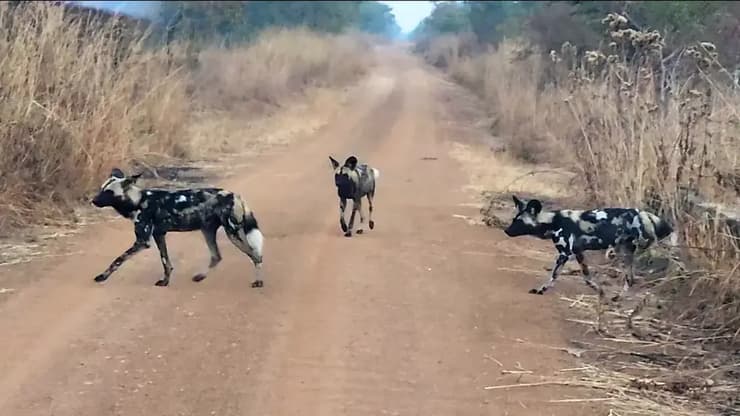 להקת זאבים טלואים שנצפו בפארק קסונגו שבמלאווי – לראשונה זה יותר מעשור (צילום: International Fund for Animal Welfare) להקת זאבים טלואים שנצפו בפארק קסונגו שבמלאווי – לראשונה זה יותר מעשור