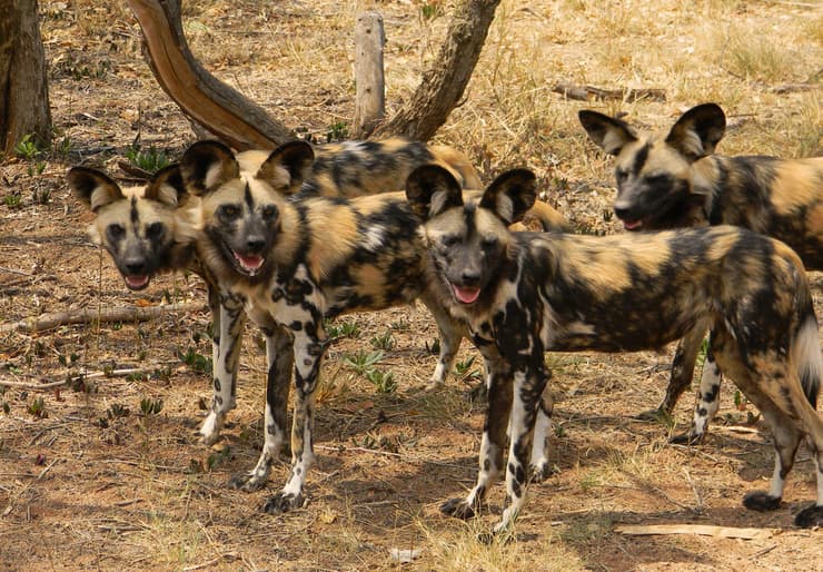 להקת זאבים טלואים (צילום: Bruce Crossey/Shutterstock) להקת זאבים טלואים