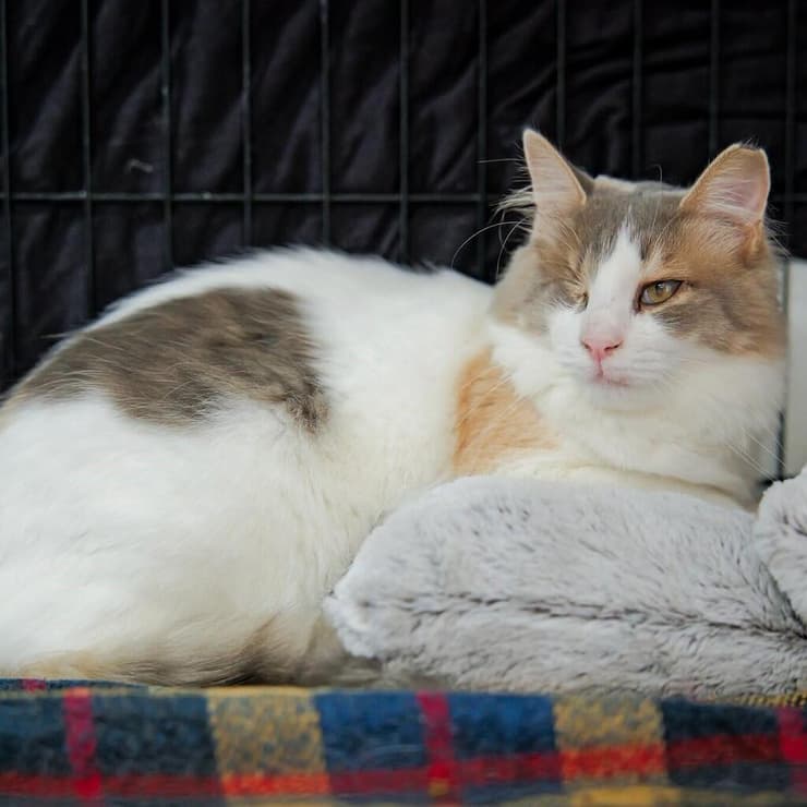 דניאל (צילום: תנו לחיות לחיות) דניאל