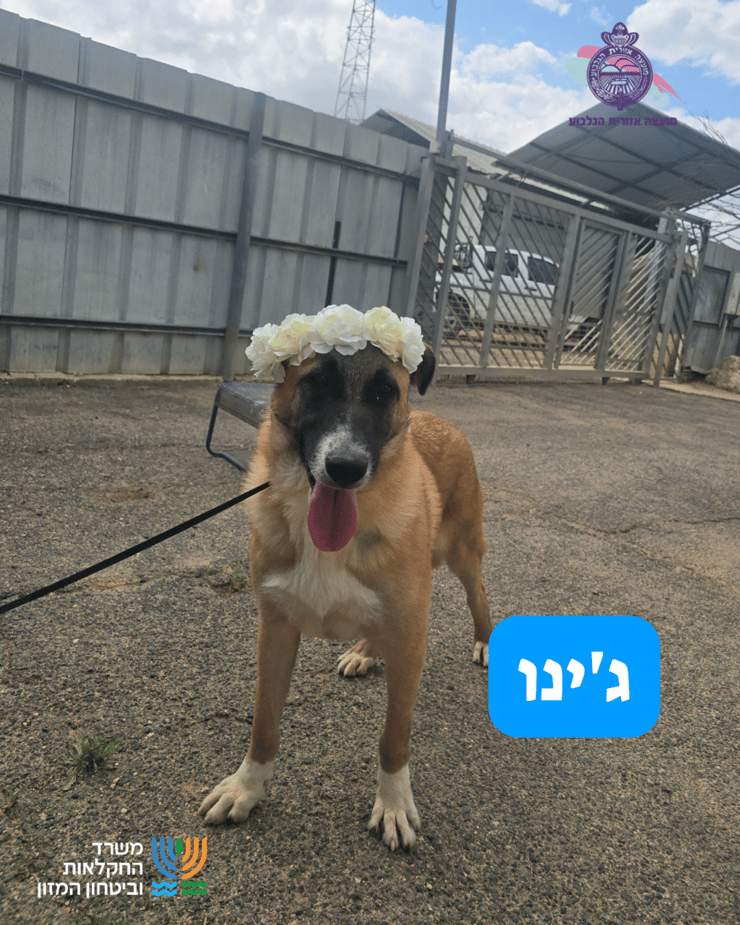 ג'ינו (צילום: כלביית הגלבוע) ג'ינו