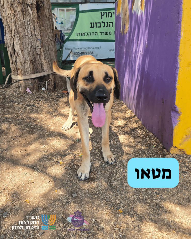 מטאו (צילום: כלביית הגלבוע) מטאו